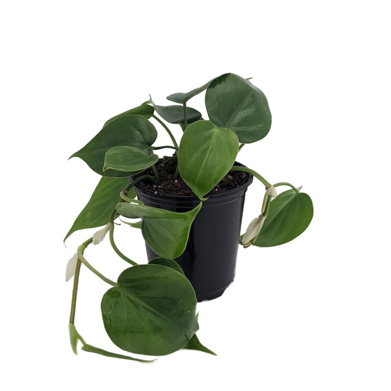Hirt's Gardens Heart Leaf Philodendron - Houseplant - 3.5" Pot